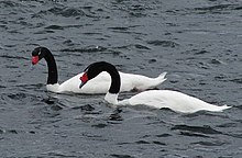 Cygnes à cou noir (Cygnus melancoryphus)