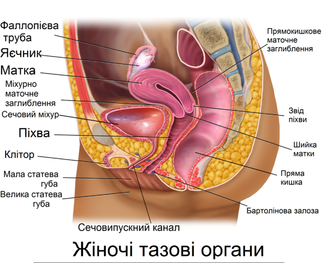 Длина половых губ