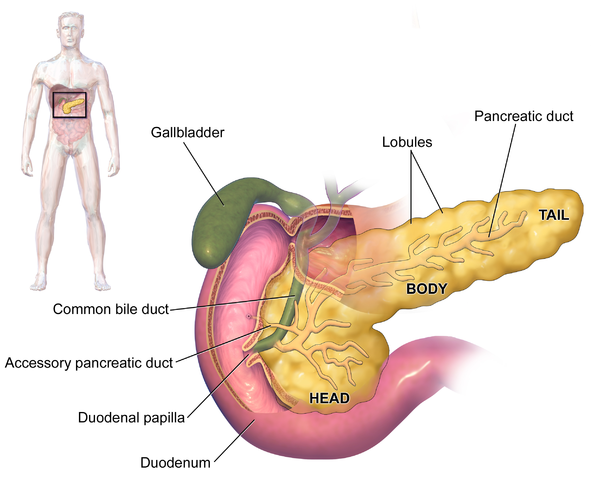 Желчный пузырь сахарный диабет. Междольковые протоки поджелудочной железы. Строение дольки поджелудочной железы. Структура органов человека поджелудочная железа. Анатомия протока поджелудочной железы.