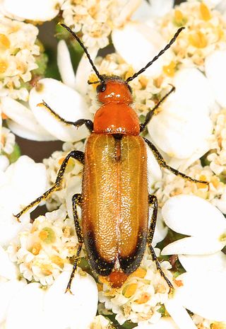 <i>Nemognatha cribraria</i> Species of beetle