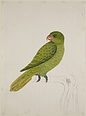 Biru-Didukung Parrot - 51 gambar burung dan mamalia di Bencoolen, Sumatera (c.1824) - BL NHD 47-33.JPG