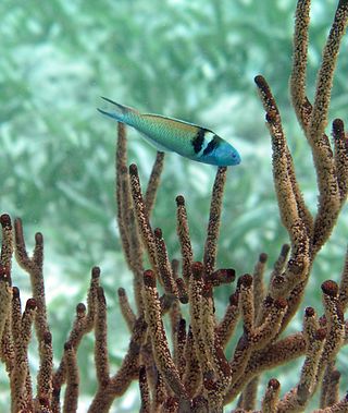 <span class="mw-page-title-main">Conservation in Belize</span>