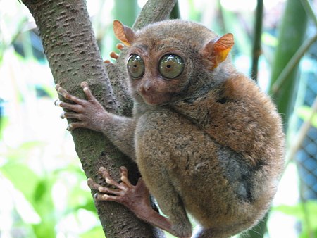 ไฟล์:Bohol Tarsier.jpg