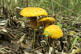 <i>Boletus aurantiosplendens</i> Species of fungus