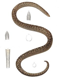 <span class="mw-page-title-main">Round Island burrowing boa</span> Extinct species of snake