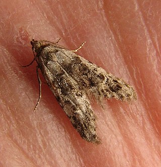 <i>Bondia</i> (moth) Genus of moths