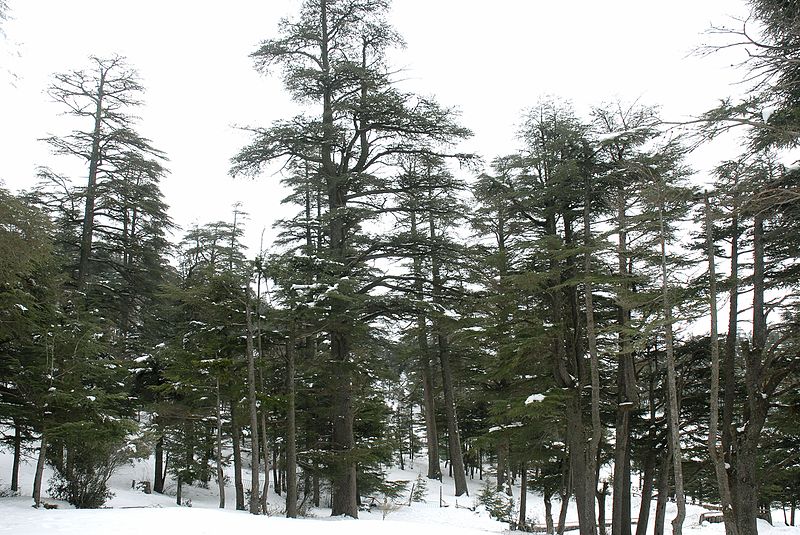 File:Bosque de cedros, montes del Atlas, Ifran.jpg