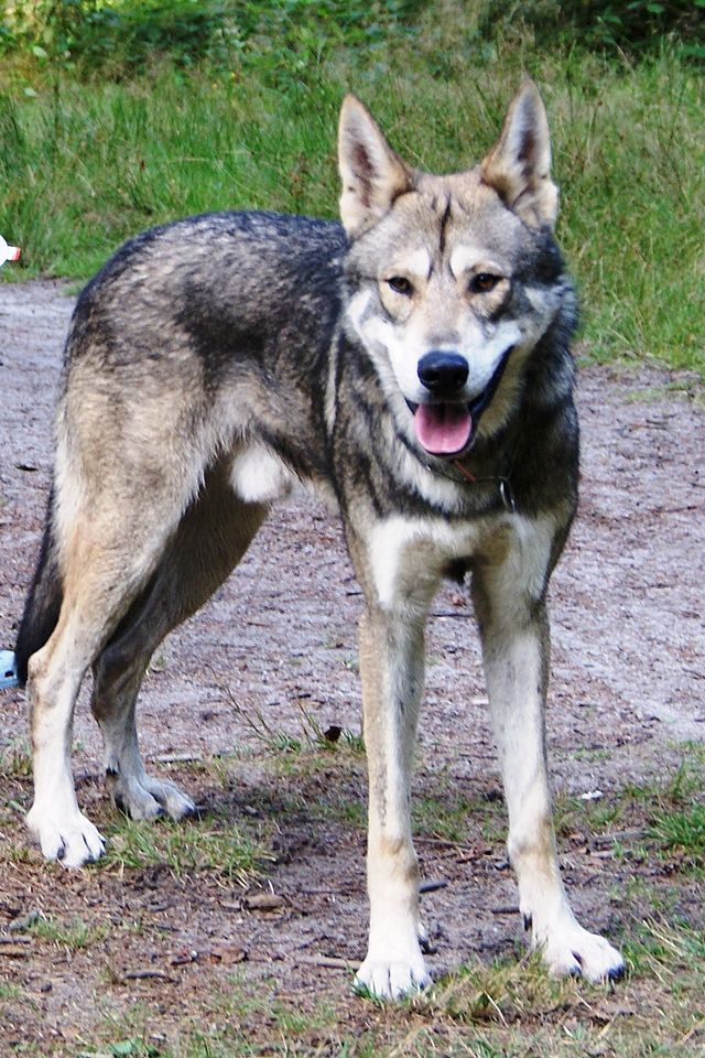 un perro que parece lobo