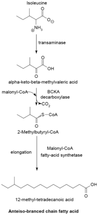 Branched fatty acid synthesis-isoleucine.png