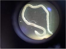 Branchiura cinsindən olan azqıllı qurdun mikroskop altında görünüşü