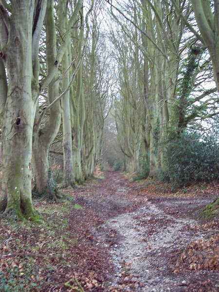File:Bridleway from Burcombe to the Old Shaston Drove - geograph.org.uk - 318240.jpg