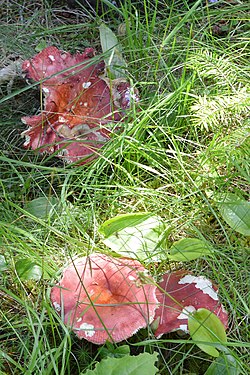 Brittlegills (Russula sp.)