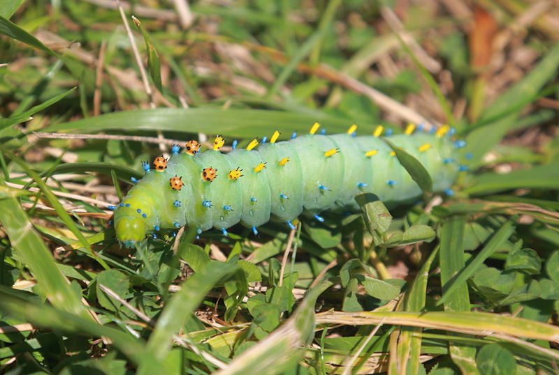 File:Bronte Creek PP caterpillar.JPG