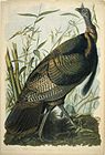 John J. Audubon, Wild Turkey, lithograph, c. 1861