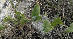 Bryonia syriaca - fruit. 
 JPG