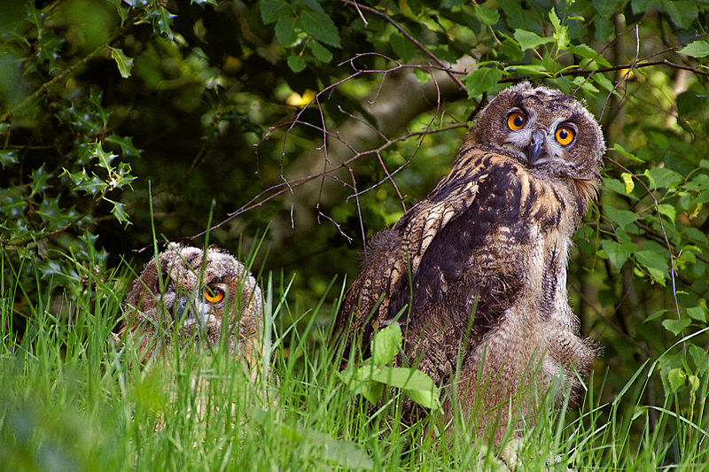 File:Bubo bubo juveniles.jpg