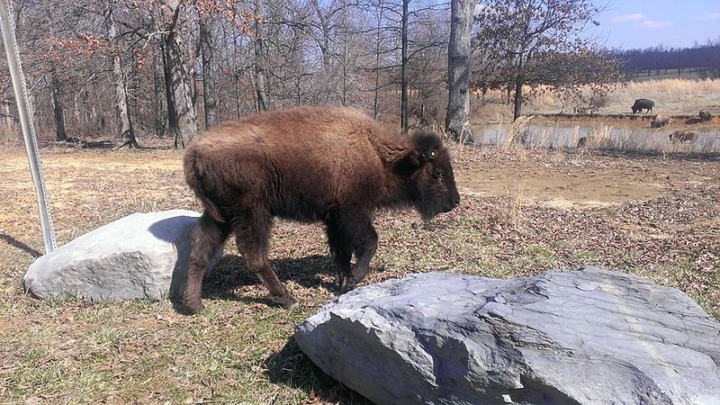 File:Buffalo bison bison.jpg