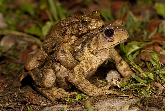 4 жабы. Амплексус. Амплексус у жаб. Амплексус у земноводных. Род Bufo.