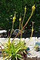 Bulbine latifolia (Bulbine natalensis) - Mildred E. Mathias Botanical Garden - University of California, Los Angeles - DSC02943.jpg