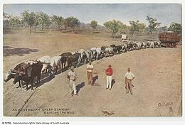 A bullock team in Australia Bullock Team, Colour Postcard.jpeg