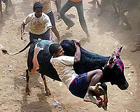 Bullriding-India-PONGAL festival-Tamiword25.jpg