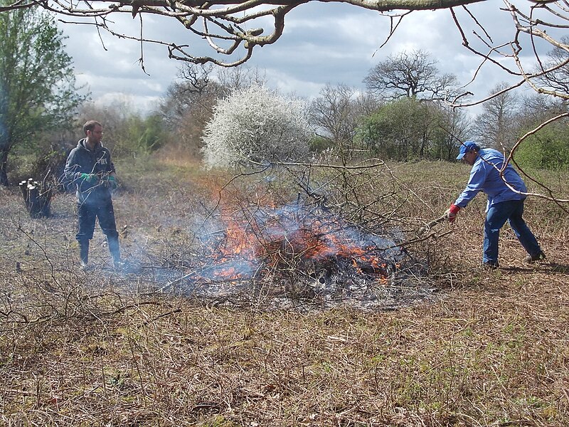 File:Burning Brash at Ten Acre Wood.JPG