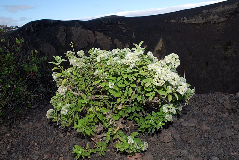 File:Bystropogon origanifolius habitus.jpg