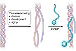 Thumbnail for Collagen hybridizing peptide