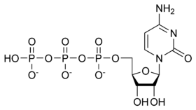 Sitidin trifosfat maddesinin açıklayıcı görüntüsü
