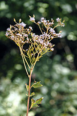 Miniatura para Arnoglossum