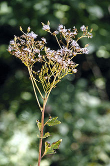 Cacalia atriplicifolia cvijet.jpg