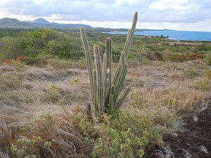 Pilosocereus royenii