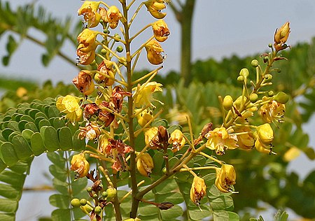 Caesalpinia sappan (Sappan wood) W3 IMG 3339.jpg