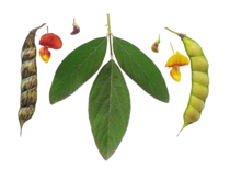 Cajanus cajan Leaf, flowers and fruits.png