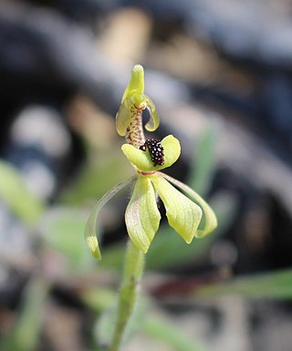 <i>Caladenia bryceana</i> Species of orchid