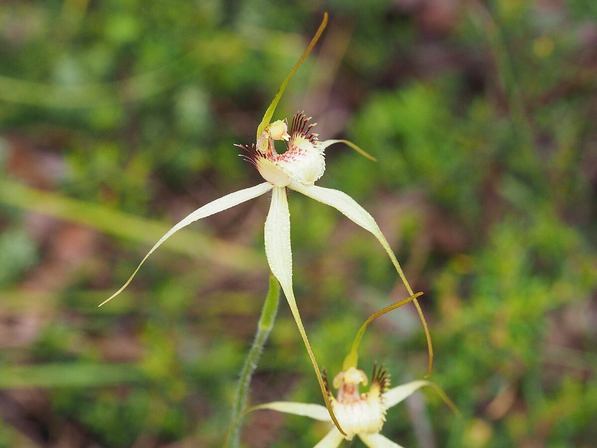 TÌNH YÊU LAN 3 - Page 65 1200px-Caladenia_busselliana