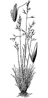 <i>Calamagrostis breweri</i> Species of flowering plant