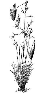 <i>Calamagrostis breweri</i>