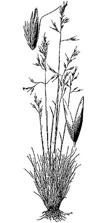 Calamagrostis breweri HC-1950.jpg 