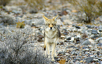 Canis latrans in Death Valley