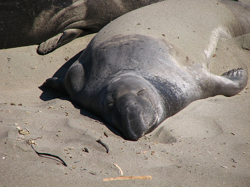 File:California Elephant Seals (4889361953).jpg