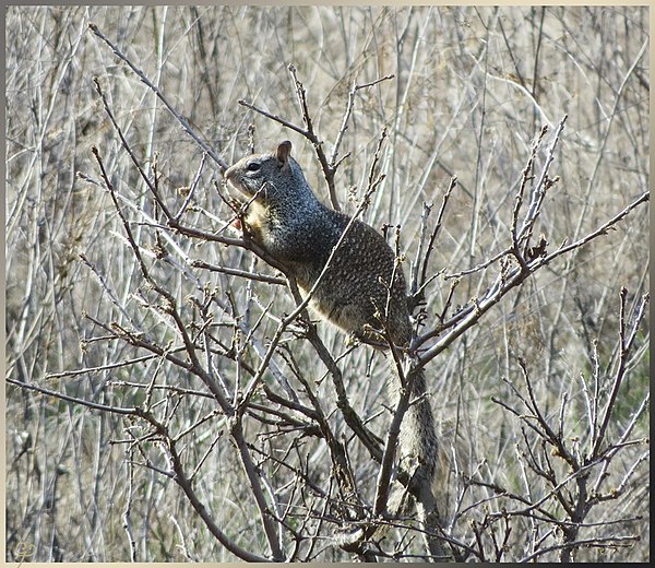 California ground squirrel (Otospermophilus beecheyi) in a tree