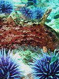 Thumbnail for File:California sea hare (Aplysia californica).jpg