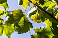 * Nomination Vine leaves on the “De Krans” vineyard, Calitzdorp, Western Cape, South Africa --XRay 04:06, 26 March 2024 (UTC) * Promotion  Support Good quality. --Plozessor 04:57, 26 March 2024 (UTC)