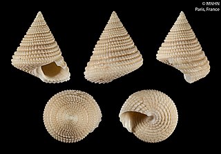 <i>Calliostoma mesemorinon</i> Species of gastropod