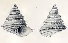 Calliotropis pagodiformis 001.jpg