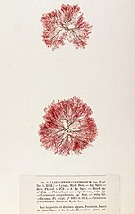 Vignette pour Callithamniaceae