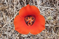 Calochortus kennedyi