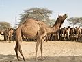 Camels at Camel Research Farm, Bikaner.