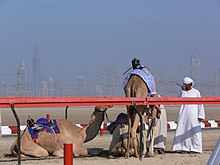 Camels mounted by robot jockeys Camels with robot jockies.jpg